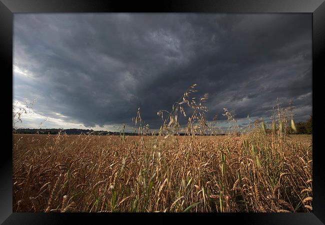  Stormy skies over a field of Weat Framed Print by Stephen Prosser