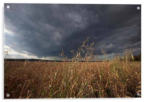  Stormy skies over a field of Weat Acrylic by Stephen Prosser