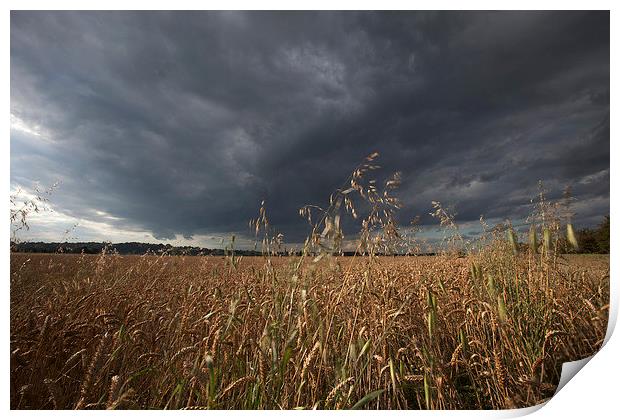  Stormy skies over a field of Weat Print by Stephen Prosser