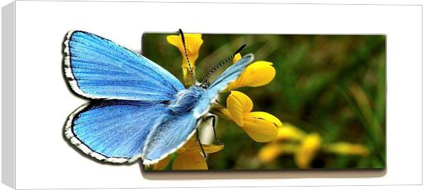  Adonis blue and Cowslip by JCstudios Canvas Print by JC studios LRPS ARPS