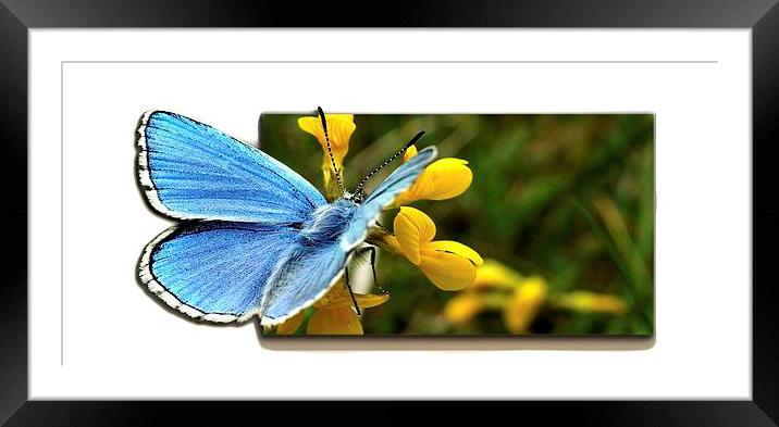  Adonis blue and Cowslip by JCstudios Framed Mounted Print by JC studios LRPS ARPS