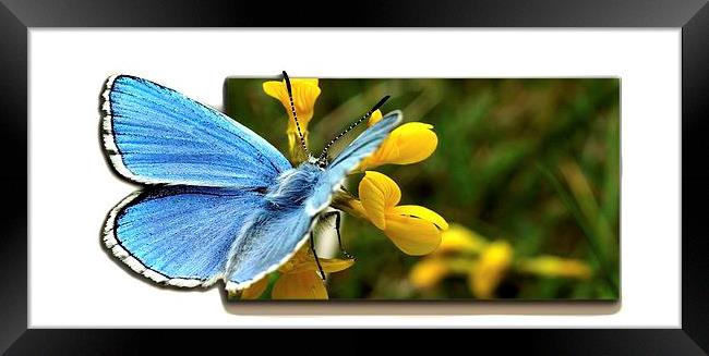  Adonis blue and Cowslip by JCstudios Framed Print by JC studios LRPS ARPS