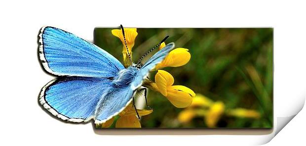  Adonis blue and Cowslip by JCstudios Print by JC studios LRPS ARPS