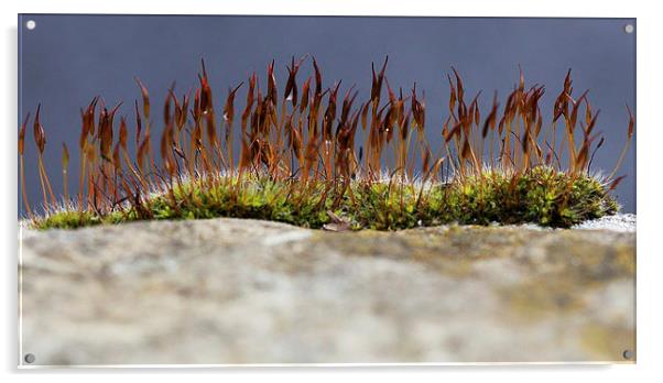  A moss Acrylic by Stephen Prosser