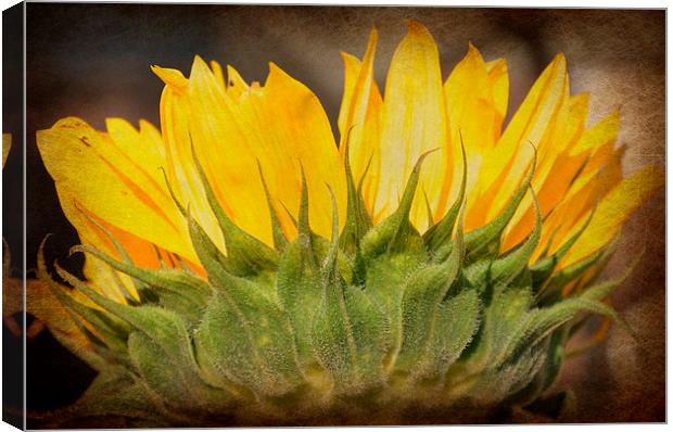  cheerful sunflower Canvas Print by sue davies