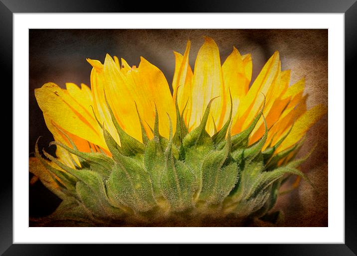  cheerful sunflower Framed Mounted Print by sue davies