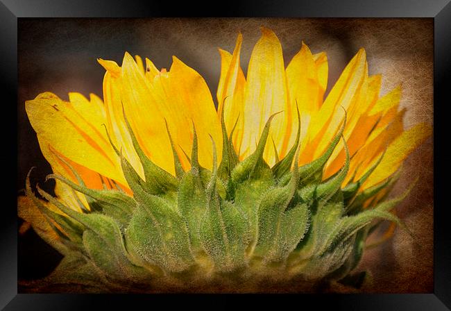  cheerful sunflower Framed Print by sue davies