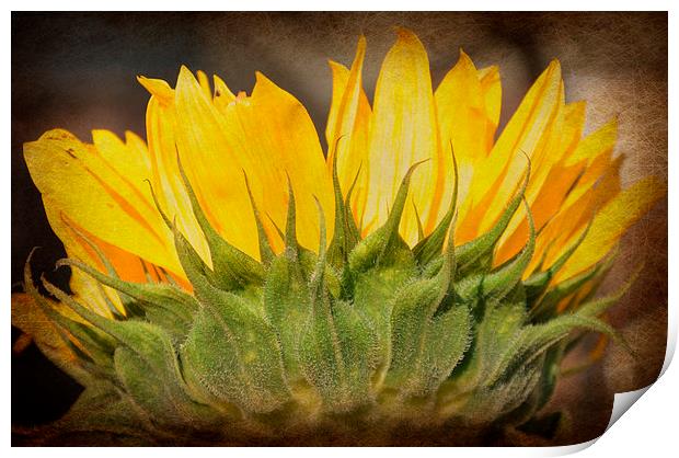  cheerful sunflower Print by sue davies
