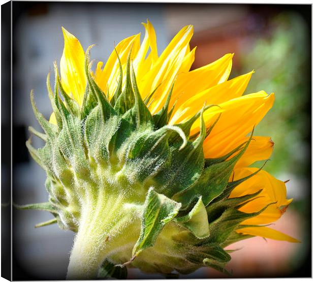  the lovely sunflower Canvas Print by sue davies