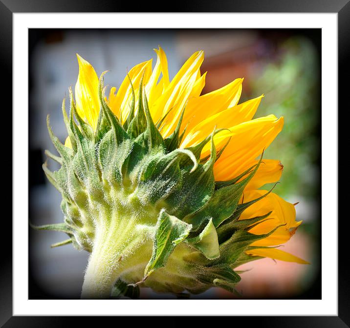  the lovely sunflower Framed Mounted Print by sue davies