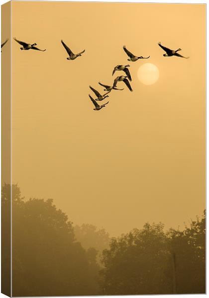  They Take Off At Dawn Canvas Print by peter tachauer