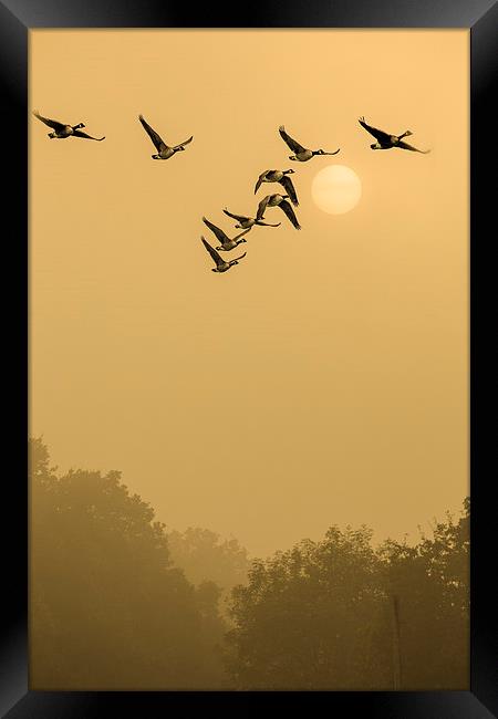  They Take Off At Dawn Framed Print by peter tachauer