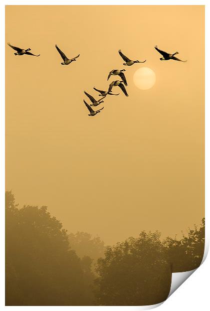  They Take Off At Dawn Print by peter tachauer