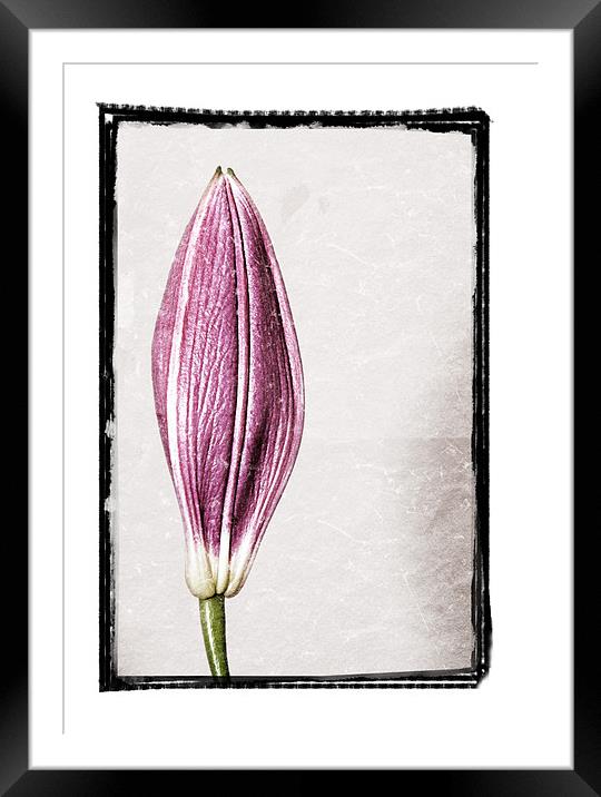Budding Lily Framed Mounted Print by Darren Smith
