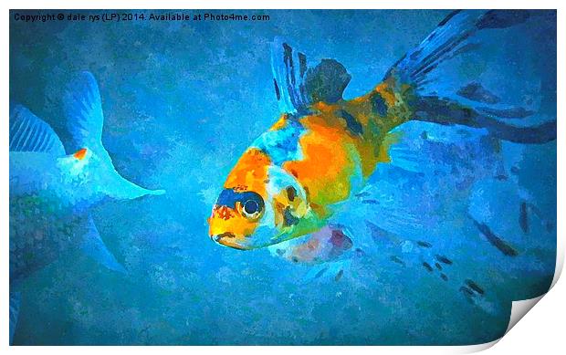  fish eye Print by dale rys (LP)