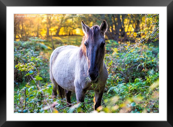  Wild horse grazing in woodlands at sunset Framed Mounted Print by Susan Sanger