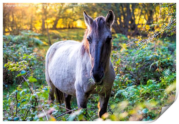  Wild horse grazing in woodlands at sunset Print by Susan Sanger