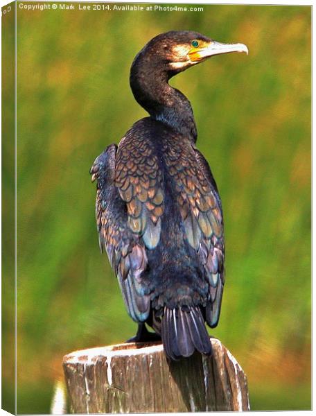  A Cormorant Canvas Print by Mark Lee