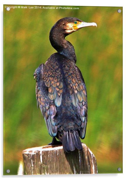  A Cormorant Acrylic by Mark Lee