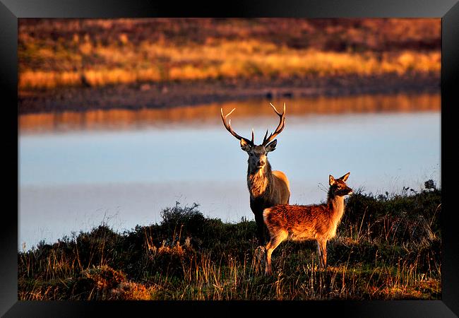  By the Lochside Framed Print by Macrae Images