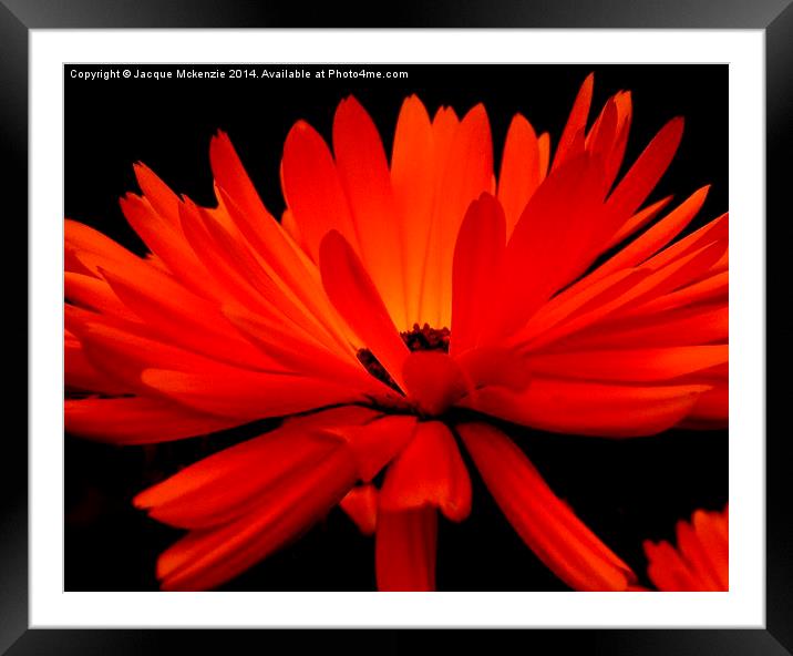  DAISY GLOW Framed Mounted Print by Jacque Mckenzie