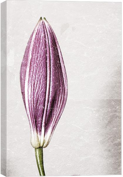 Borderless Lily Canvas Print by Darren Smith