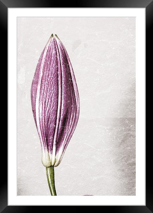 Borderless Lily Framed Mounted Print by Darren Smith