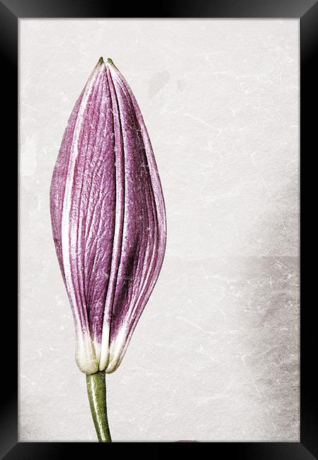 Borderless Lily Framed Print by Darren Smith