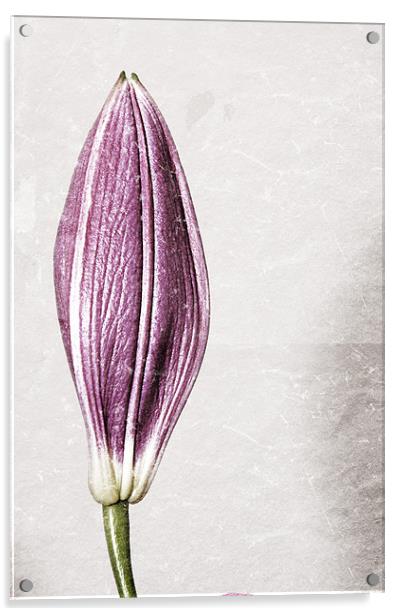 Borderless Lily Acrylic by Darren Smith