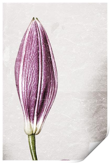 Borderless Lily Print by Darren Smith