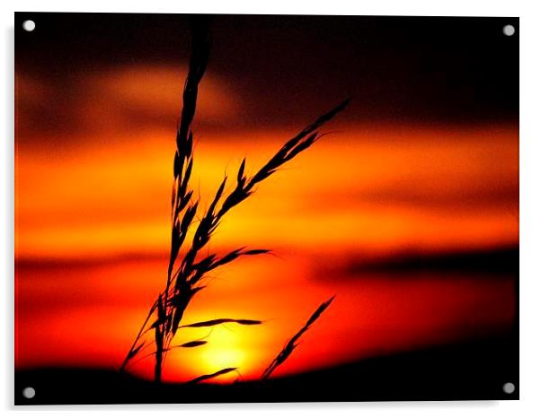  Sunset #1 Acrylic by Lance Hollingworth