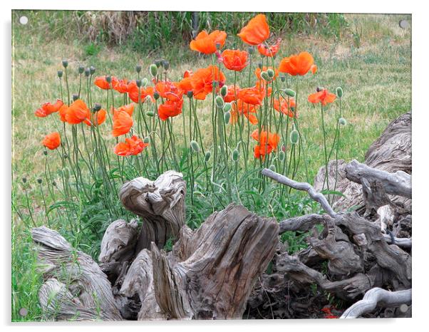  Orange poppies Acrylic by JUDY LACEFIELD