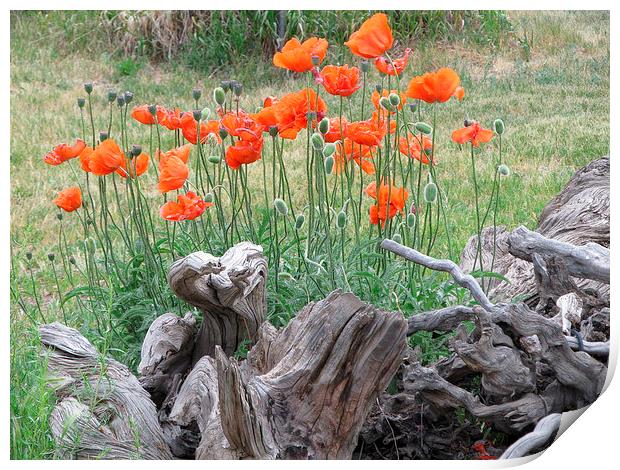  Orange poppies Print by JUDY LACEFIELD
