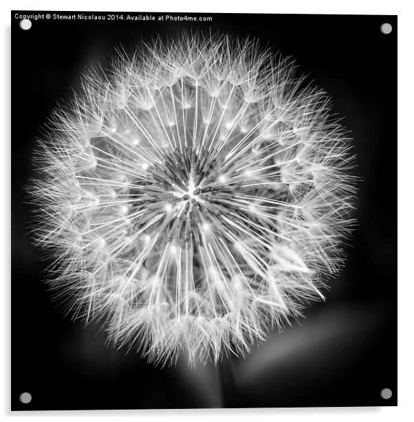 Beautiful Dandelion Acrylic by Stewart Nicolaou