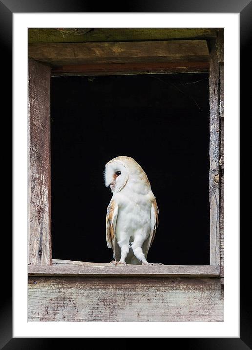 Barn Owl in barn window  Framed Mounted Print by Ian Duffield