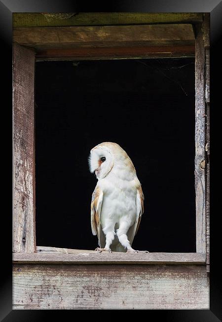 Barn Owl in barn window  Framed Print by Ian Duffield
