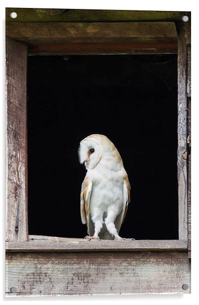 Barn Owl in barn window  Acrylic by Ian Duffield