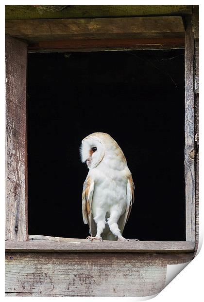 Barn Owl in barn window  Print by Ian Duffield
