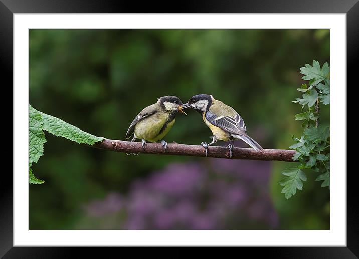  Feeding time for the youngster Framed Mounted Print by Ian Duffield