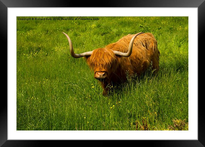  Highland Cow Framed Mounted Print by Richard Auty
