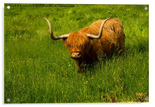  Highland Cow Acrylic by Richard Auty