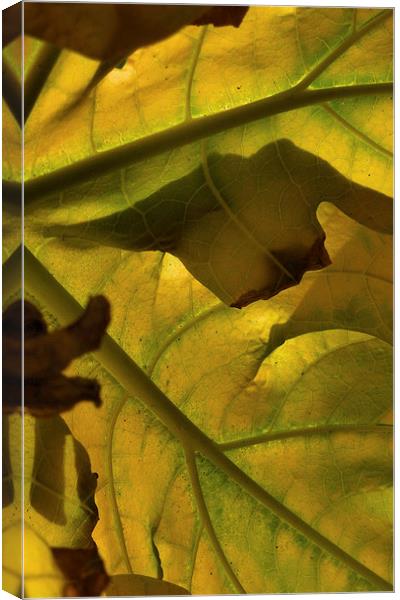 autumnal gold  Canvas Print by Heather Newton