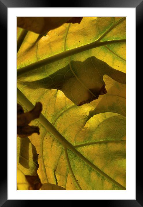 autumnal gold  Framed Mounted Print by Heather Newton