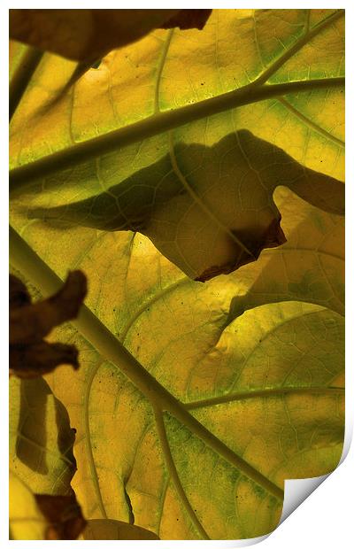 autumnal gold  Print by Heather Newton
