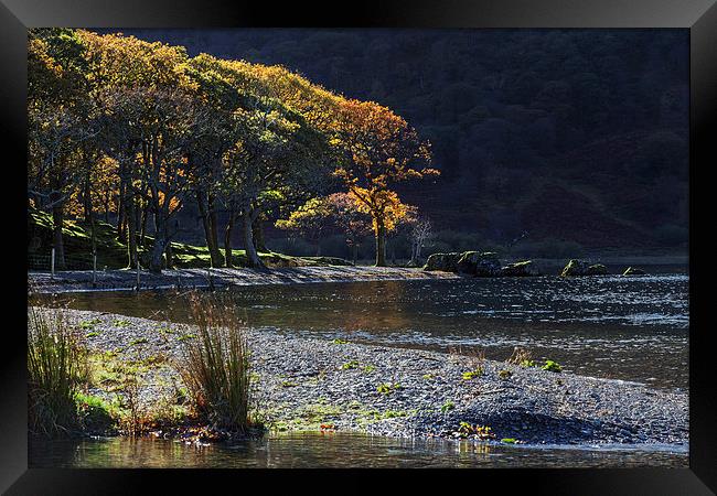  Backlit trees at Crummock Water Framed Print by Ian Duffield