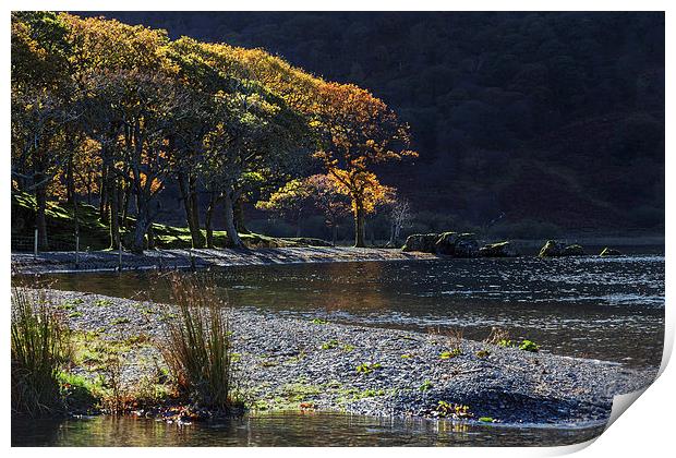  Backlit trees at Crummock Water Print by Ian Duffield