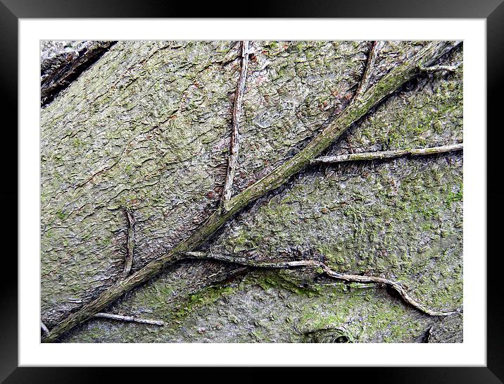  Creeper root on tree trunk Framed Mounted Print by Ian Duffield