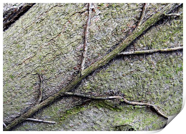 Creeper root on tree trunk Print by Ian Duffield