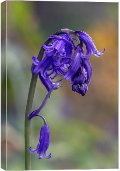  Beautiful bluebell standing proud Canvas Print by Ian Duffield