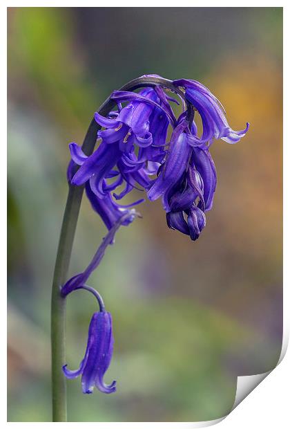  Beautiful bluebell standing proud Print by Ian Duffield